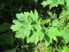 Thumbnail IMG_1210.JPG 