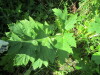 Thumbnail IMG_1211.JPG 