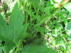 Thumbnail IMG_1213.JPG 