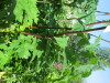 Thumbnail IMG_1214.JPG 