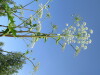 Thumbnail IMG_1215.JPG 