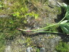 Thumbnail IMG_1217.JPG 