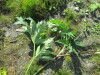 Thumbnail IMG_1218.JPG 