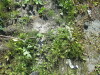 Thumbnail IMG_1219.JPG 