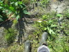 Thumbnail IMG_1220.JPG 