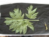 Thumbnail IMG_2197.JPG 