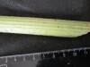 Thumbnail IMG_2198.JPG 