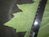 Thumbnail IMG_2199.JPG 