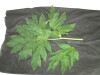 Thumbnail IMG_2201.JPG 
