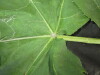 Thumbnail IMG_2203.JPG 