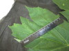 Thumbnail IMG_2204.JPG 