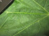 Thumbnail IMG_2205.JPG 
