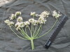 Thumbnail IMG_2210.JPG 