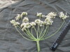Thumbnail IMG_2211.JPG 