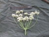 Thumbnail IMG_2212.JPG 