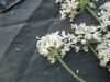 Thumbnail IMG_2213.JPG 