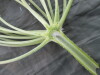 Thumbnail IMG_2214.JPG 