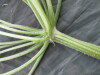 Thumbnail IMG_2215.JPG 