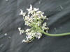 Thumbnail IMG_2216.JPG 