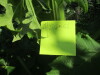 Thumbnail IMG_1223.JPG 