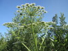 Thumbnail IMG_1226.JPG 