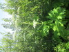 Thumbnail IMG_1227.JPG 