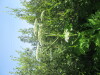 Thumbnail IMG_1228.JPG 