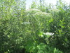 Thumbnail IMG_1229.JPG 