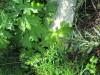 Thumbnail IMG_1230.JPG 