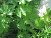 Thumbnail IMG_1231.JPG 