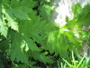 Thumbnail IMG_1232.JPG 