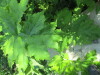 Thumbnail IMG_1233.JPG 