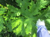 Thumbnail IMG_1234.JPG 