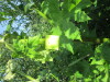 Thumbnail IMG_1236.JPG 