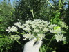 Thumbnail IMG_1237.JPG 