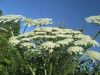 Thumbnail IMG_1238.JPG 