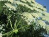 Thumbnail IMG_1239.JPG 