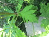 Thumbnail IMG_1240.JPG 