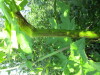 Thumbnail IMG_1241.JPG 