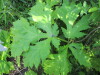 Thumbnail IMG_1242.JPG 
