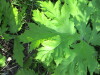 Thumbnail IMG_1243.JPG 