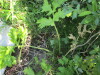 Thumbnail IMG_1244.JPG 