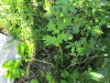 Thumbnail IMG_1245.JPG 