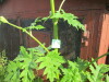 Thumbnail IMG_1246.JPG 