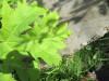 Thumbnail IMG_1247.JPG 
