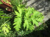 Thumbnail IMG_1248.JPG 