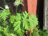 Thumbnail IMG_1249.JPG 