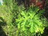 Thumbnail IMG_1250.JPG 