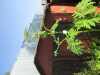 Thumbnail IMG_1251.JPG 