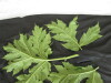 Thumbnail IMG_2221.JPG 
